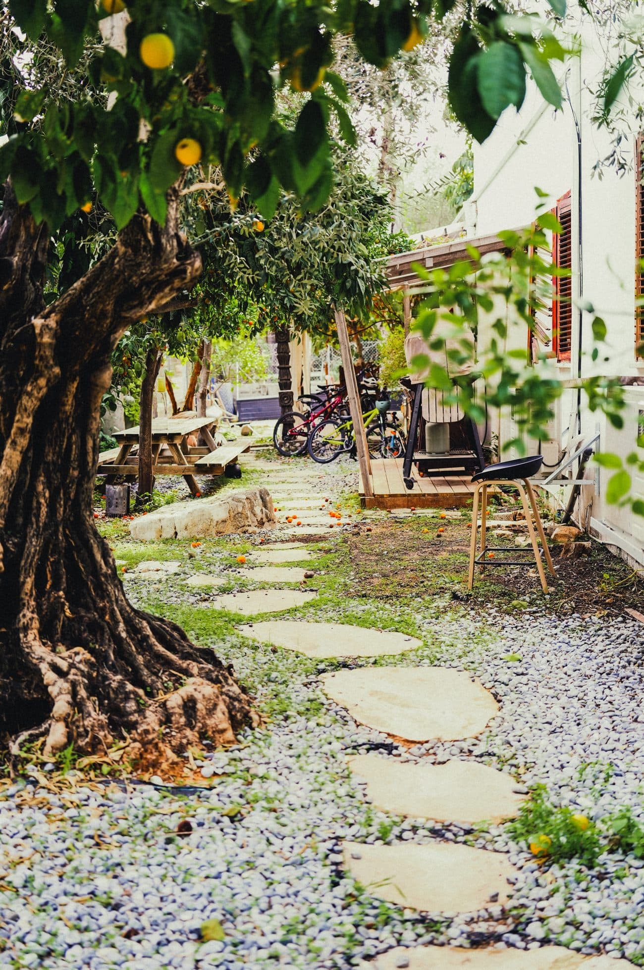 The zen garden path under the old olive tree