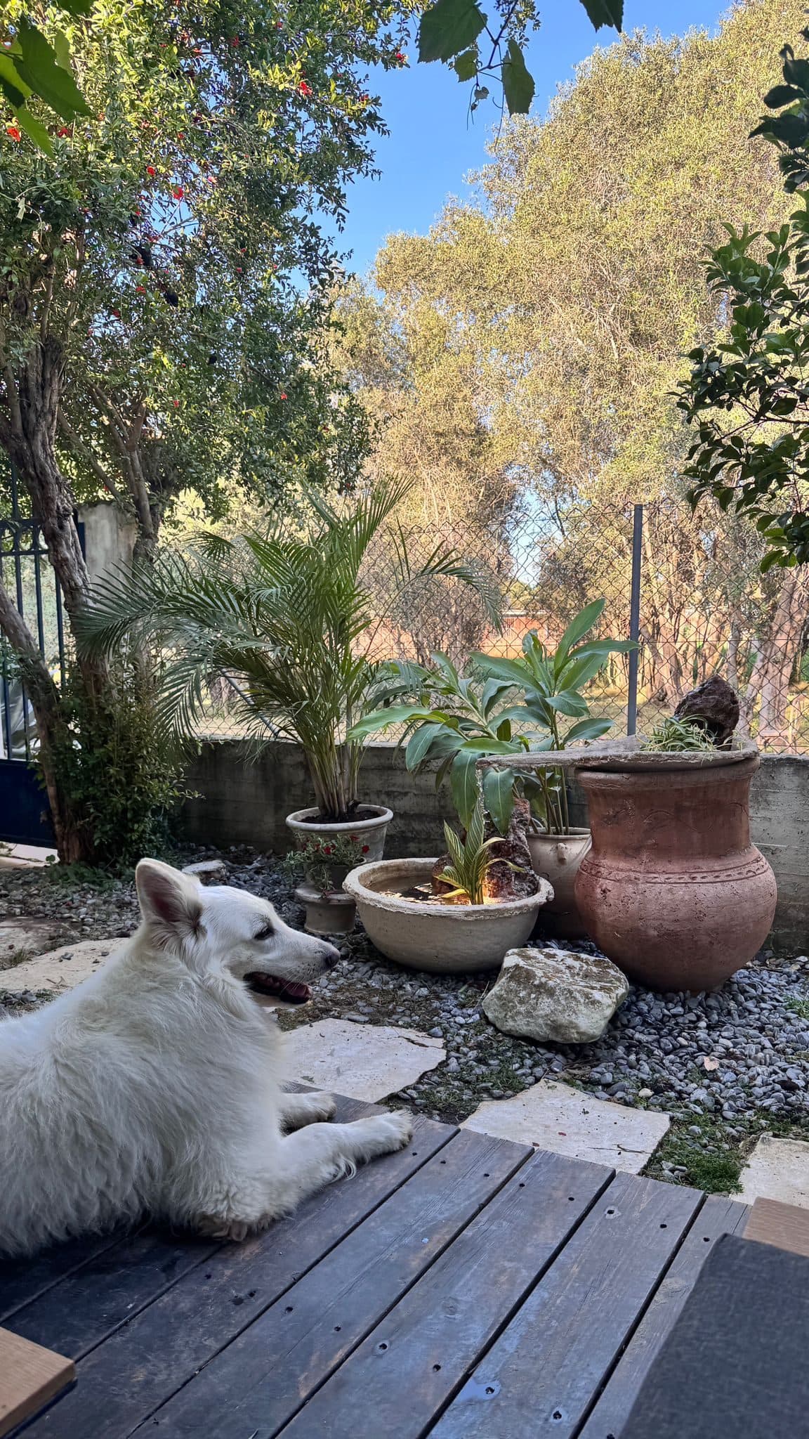 The studio dog resting in the zen garden among the plants and urns